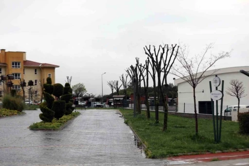 Muğla’da ağaçlara gençlik aşısı
