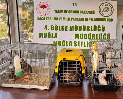 Muğla&rsquo;da CİMER&rsquo;e yapılan şikayet, ka&ccedil;ak hayvan ticaretini ele verdi
