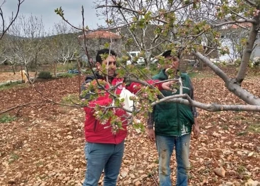 MUĞLA'DA DON OLAYI TARIMDA ZARARA YOL AÇTI