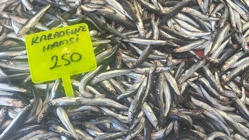 MUĞLA'DA  HAMSİ SEZONU BAŞLADI