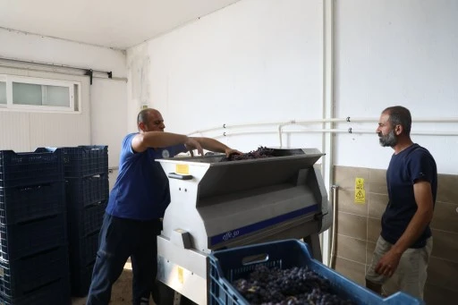 MUĞLA'DA KOOPERATİF ÜRETİMİ İÇİN İLK HASAT GERÇEKLEŞTİ