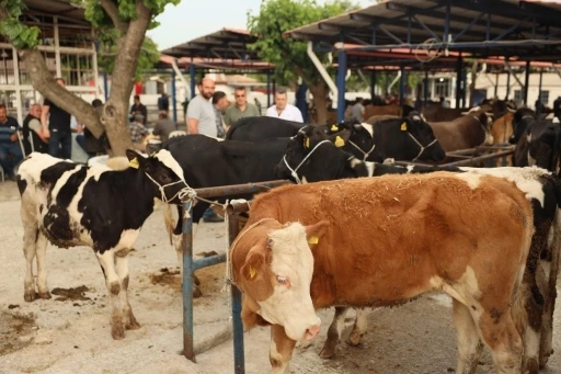 MUĞLA'DA KURBAN SATIŞ VE KESİMLE İLGİLİ KARARLAR AÇIKLANDI