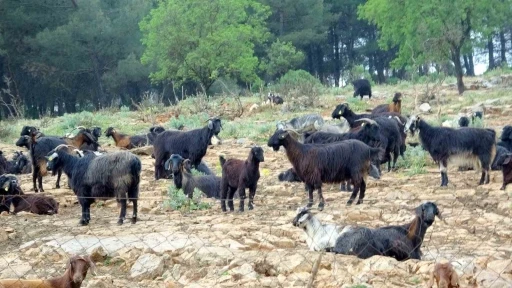 Muğla&rsquo;da Kurban satışında hareketlilik başladı