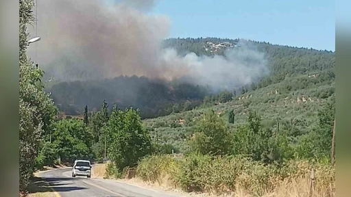 Menteşe'de Orman Yangını