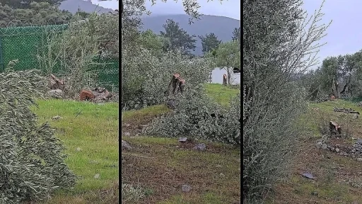 Muğla&rsquo;da "zeytin kesim" tartışmasına, valilik soruşturma başlattı