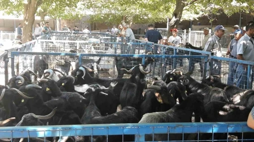 Muğla&rsquo;da şap hastalığı kontrol altına alındı, Bayır Hayvan Pazarı a&ccedil;ılıyor