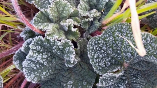 Muğla&rsquo;nın sahil kesimlerine zirai don uyarısı
