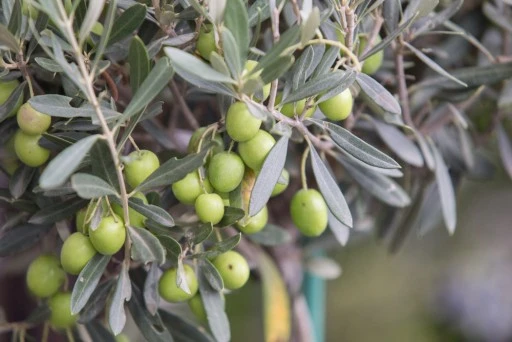 Muğla Odaları ve Borsalarından Zeytinlik Alarmı