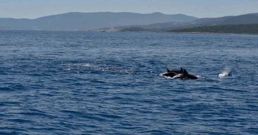 Muğla Valisi Akbıyık&rsquo;ı denizde yunuslar karşıladı
