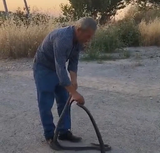 Muhtar, evlere giren yılanları eliyle yakalayıp doğaya bırakıyor
