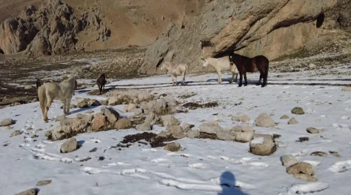 Munzur Dağlarındaki yılkı atları görüntülendi
