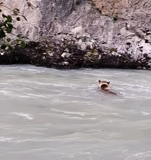 Munzur Nehri&rsquo;ni ge&ccedil;meye &ccedil;alışan ayının m&uuml;cadelesi kamerada
