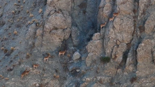 Munzur&rsquo;un sarp kayalıklarında yaban ke&ccedil;ileri
