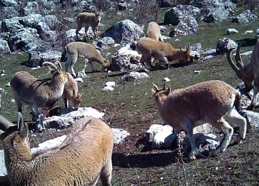 Munzur&rsquo;un sessiz misafirleri fotokapana takıldı
