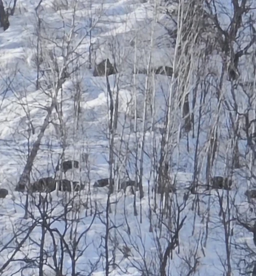 Munzur Vadisi&rsquo;nde karlı dağlarda yiyecek arayan domuz s&uuml;r&uuml;s&uuml; g&ouml;r&uuml;nt&uuml;lendi
