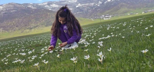Muş Ovası &ccedil;iğdemlerle renklendi
