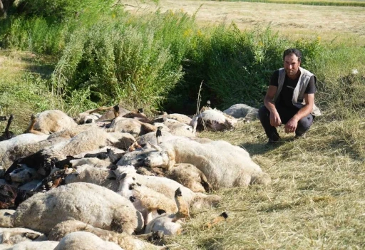 Muş’ta 150 koyun telef oldu
