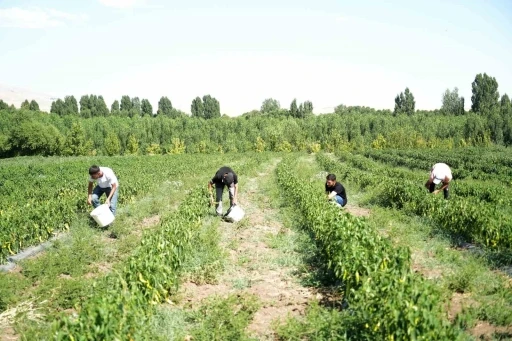 Muş’ta 40 derece sıcakta &quot;kurutmalık sebze&quot; mesaisi
