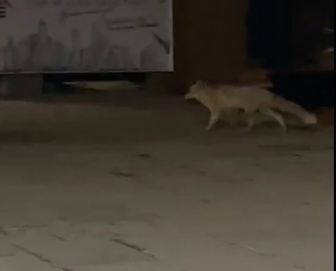 Muş’ta aç kalan tilki şehir merkezine indi
