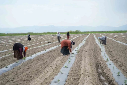 Muş&rsquo;ta aromasıyla &ouml;ne &ccedil;ıkan karpuzun ekimine başlandı
