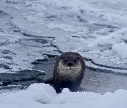 Muş&rsquo;ta buz tutan Karasu Nehri&rsquo;nde su samuru g&ouml;r&uuml;nt&uuml;lendi
