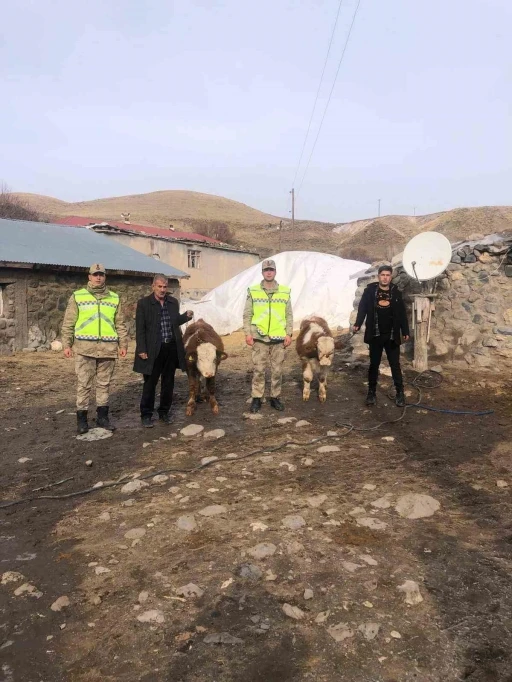 Muş&rsquo;ta &ccedil;alınan 2 b&uuml;y&uuml;kbaş hayvan bulundu
