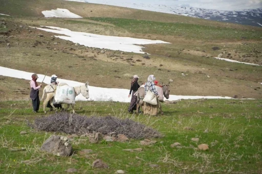 Muş&rsquo;ta &ccedil;iriş otu k&ouml;yl&uuml;lerin ge&ccedil;im kaynağı oldu
