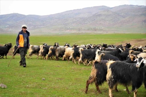 Muş’ta ilkbaharın gelmesiyle 1 milyon 250 bin hayvan meraya çıkarıldı

