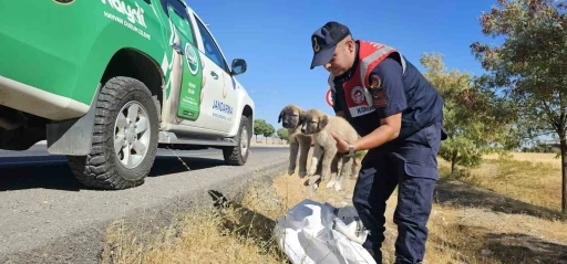 Muş’ta jandarma ekipleri çuval içerisinde yavru köpekler bulundu

