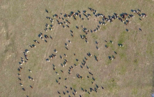 Muş’ta kar yağmayınca yem giderleri azaldı
