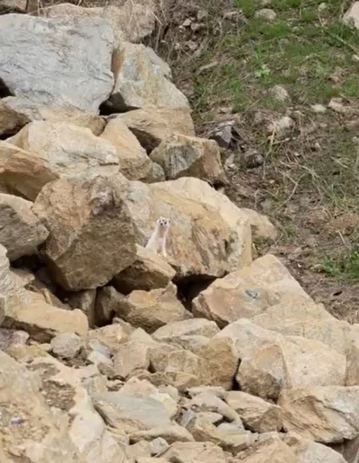 Muş&rsquo;ta nadir g&ouml;r&uuml;len beyaz sansar g&ouml;r&uuml;nt&uuml;lendi
