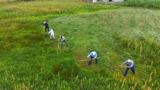 Muş&rsquo;ta tırpan mesaisi: Kavurucu sıcakta imece usul&uuml; ot bi&ccedil;iyorlar
