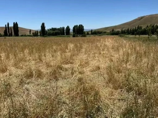 Muş’ta yaban domuzları ekili araziyi talan etti
