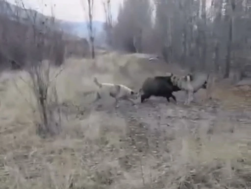 Muş&rsquo;ta yaban domuzu ile &ccedil;oban k&ouml;peklerinin kovalamacası kamerada
