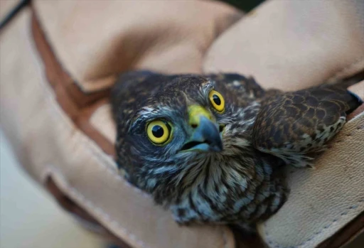 Muş’ta yaralı halde bulunan atmaca tedavi altına alındı
