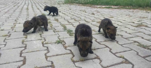 Muş’ta yaylada bulunan 4 kurt yavrusu Van’da kreş hizmeti
