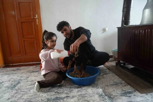 Muş&rsquo;ta yeni doğan oğlaklara &ouml;zenli bakım
