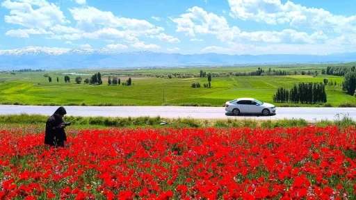Muş&rsquo;taki doğal gelincik tarlası vatandaşların ilgi odağı oldu
