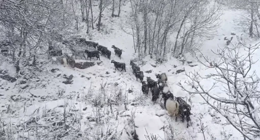 Muş&rsquo;un y&uuml;ksek rakımlı k&ouml;ylerde kar etkili oldu, besiciler zor anlar yaşadı
