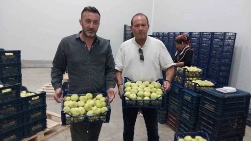 Mut beyaz inciri ihracata gidiyor
