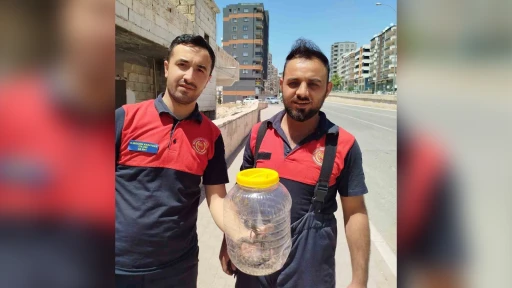 Mutfakta Yılan Paniği