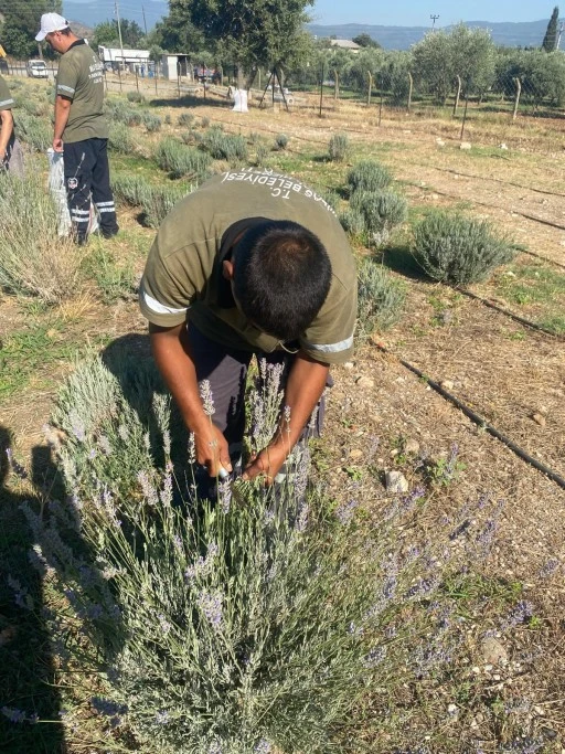 MİLAS'TA LAVANTA HASADI BAŞLADI