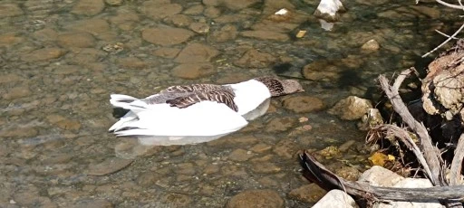 AKYAKA AZMAK NEHRİ’NDE KUŞ GRİBİ ALARMI! KAZ ÖLÜMLERİNİN NEDENİ BELLİ OLDU