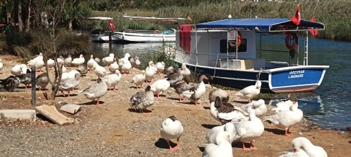 AKYAKA'NIN SEMBOLÜ KAZLAR, AZMAK NEHRİ'NDE