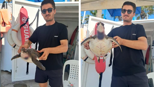 YAVRU CARETTA CARETTA CANSIZ HALDE KIYIYA VURDU