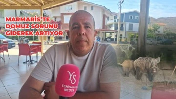 MARMARİS’TE DOMUZ SORUNU GİDEREK ARTIYOR