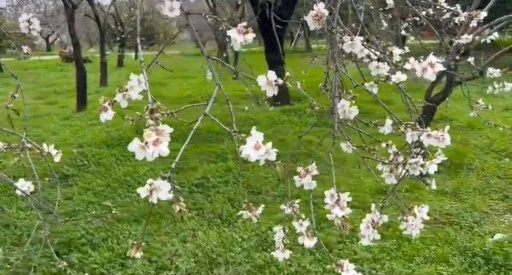Dat&ccedil;a&rsquo;da kış mevsiminde badem &ccedil;i&ccedil;ekleri a&ccedil;tı&nbsp;