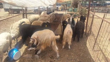 MARMARİS’TE KURBANLIK FİYATLARI EL YAKIYOR