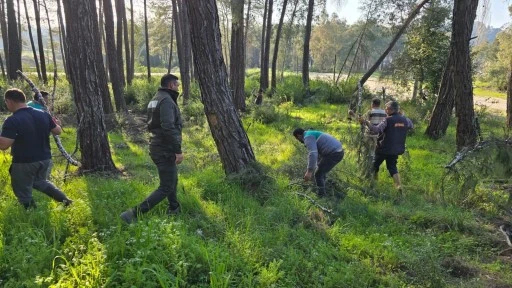 KESİLEN BASRALI DALLAR ARICILAR İ&Ccedil;İN ORMANA BIRAKILDI