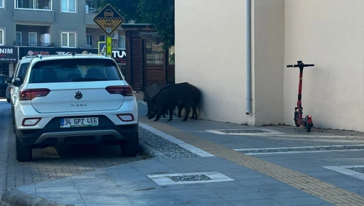 Marmaris&rsquo;te yeniden yaban domuzu alarmı&nbsp;